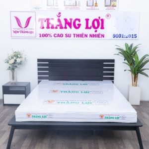 NỆM CAO SU NON CAO CẤP THẮNG LỢI